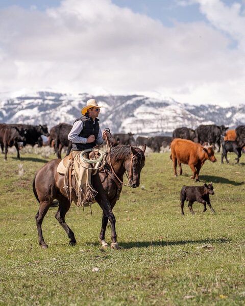 Cowboy on horseback herding cattle with snowy mountains in the background